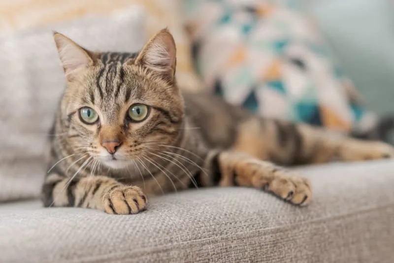 Where to Leave a Cat While on Vacation