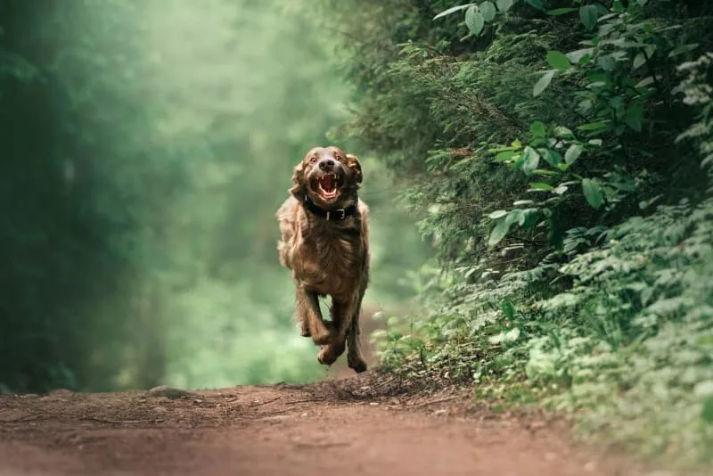 A Guide to Understanding Whipworm in Dogs