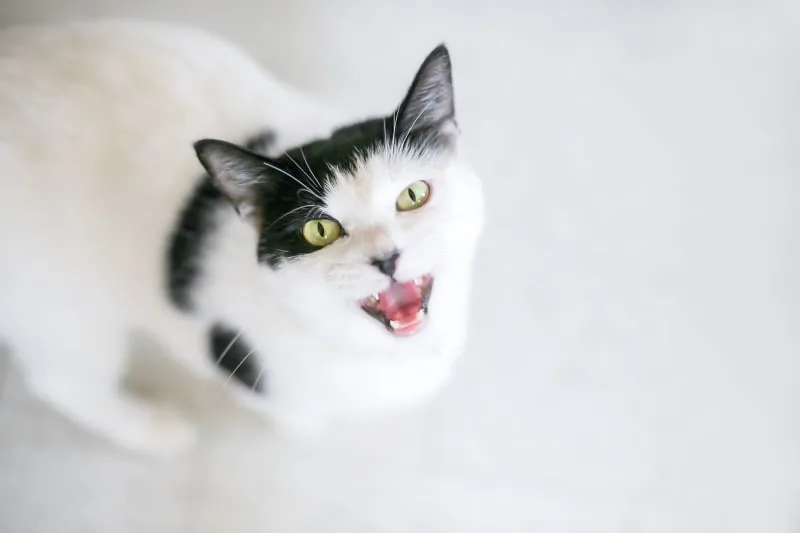 Cat Urinary Tract Infections
