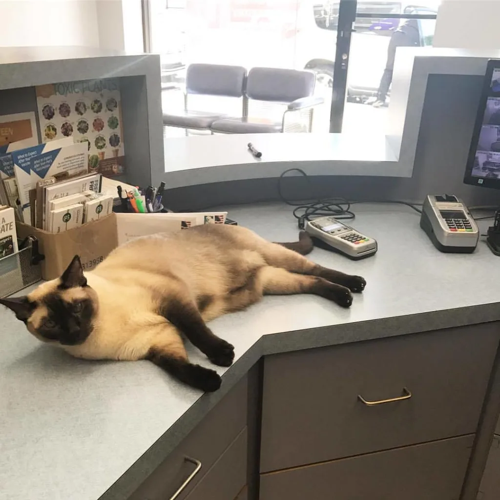 cat relaxing after veterinary exam