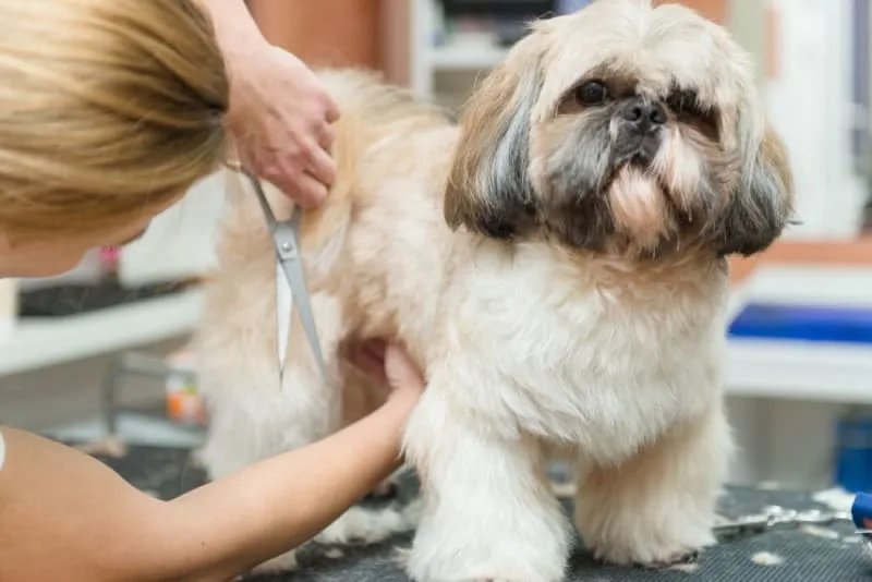Grooming & Anxiety in Dogs: What to Do & How to Help