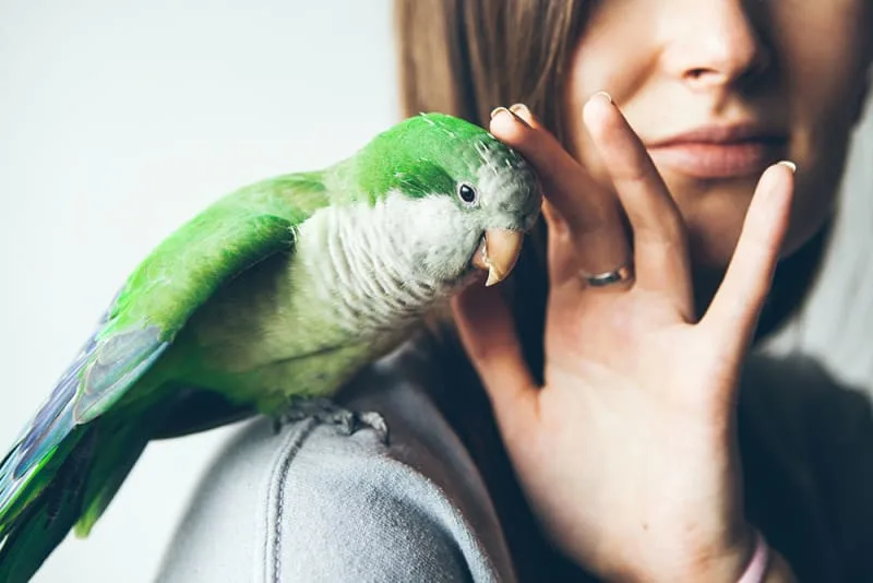 Talking Birds as Pets