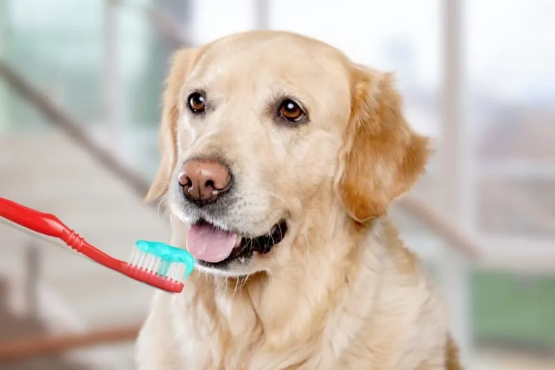 Dog Dental Care - How to Take Care of Your Dog's Teeth