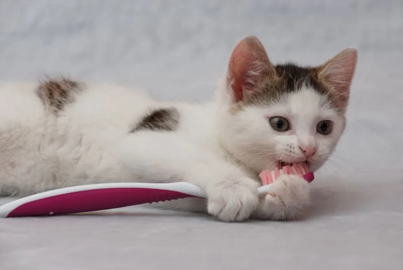 How To Maintain Your Cats Oral Health