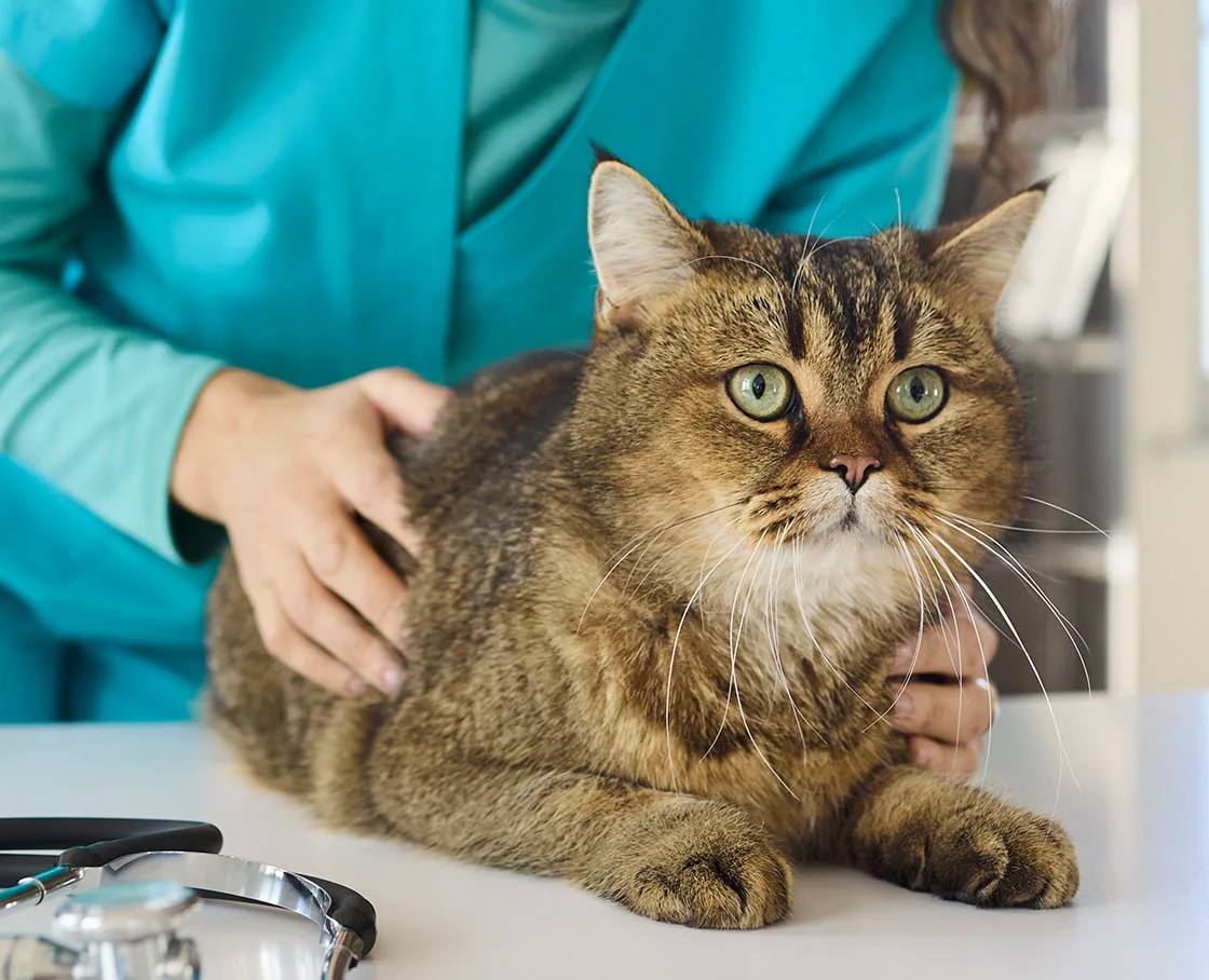 cat on exam table with stethoscope
