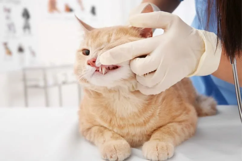 Fractured Teeth in Cats