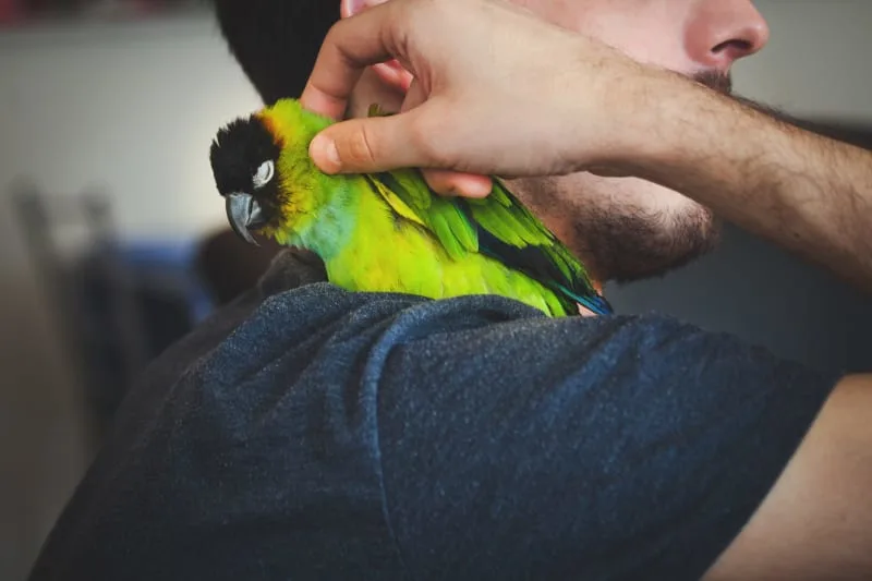 Best pet birds for beginners