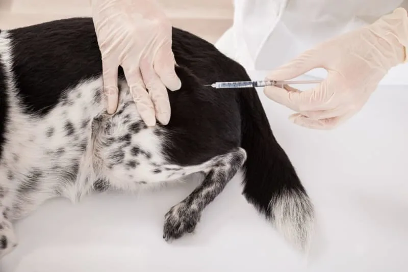 Vaccine Reactions in Dogs: Everything You Should Know