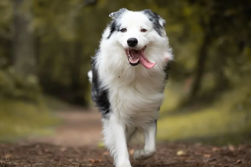 Dog Knee Surgery for Torn Ligament