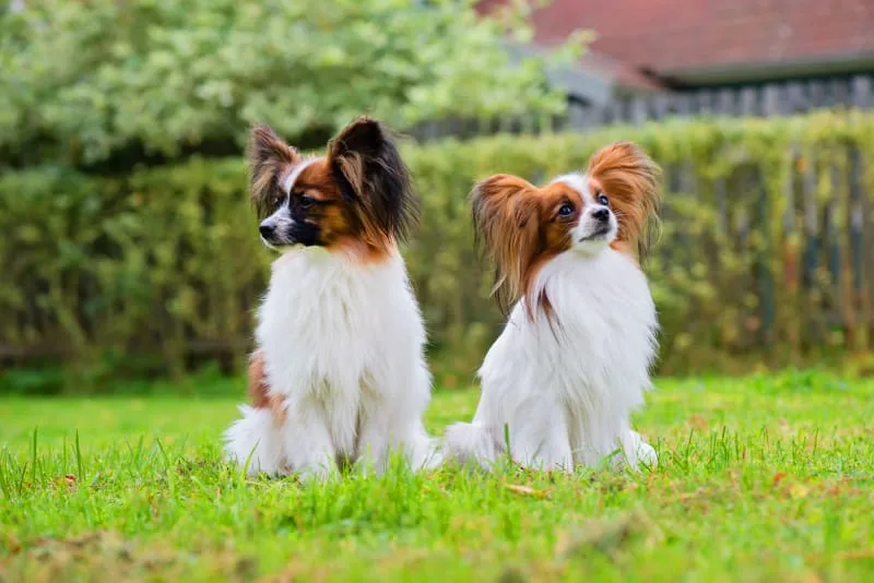 Providing Your Pet With a Healthy Environment