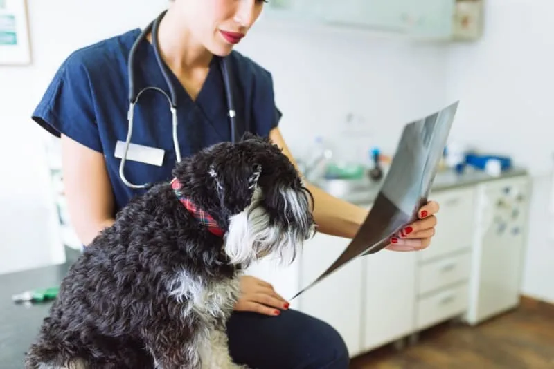 Diagnostic Imaging for Your Dog or Cat
