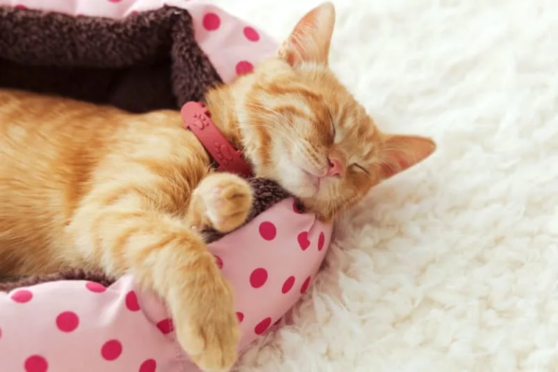 Caring For Your Cat After Her Spay Surgery