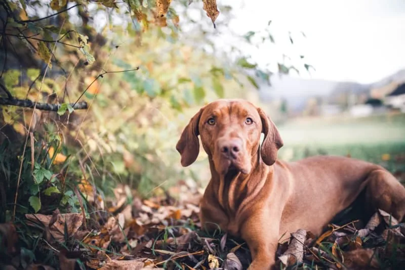 Why is My Dog Constipated & What to Do