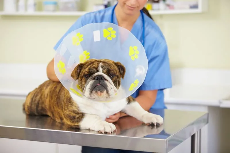 What You Need To Know About Your Dog's Surgery