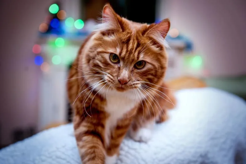 The 15 Cutest Cat Breeds You Will Love