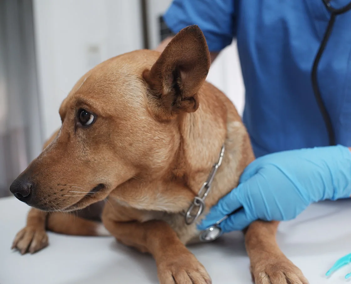 Veterinarian using stethoscope on short haired shepherd mix on exam table
