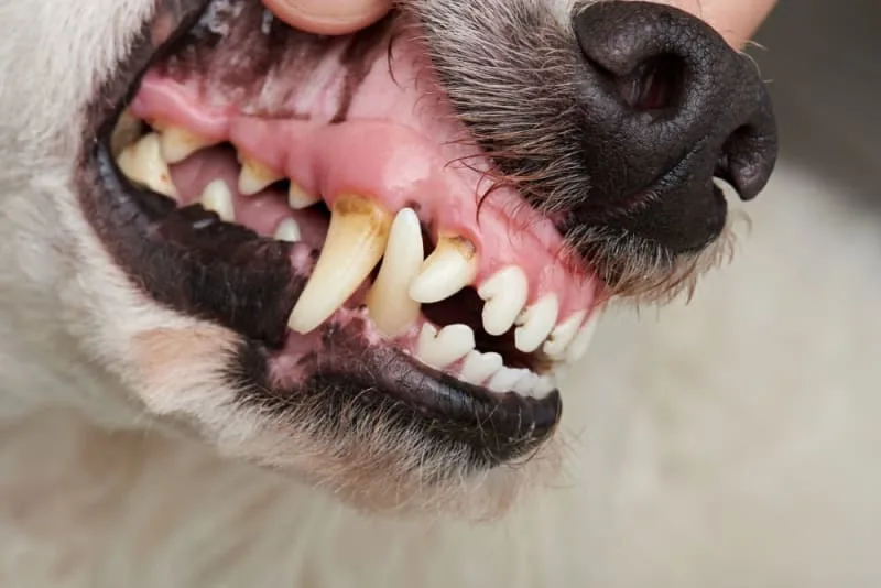 Cavities in Dogs: Symptoms, Causes & Treatment