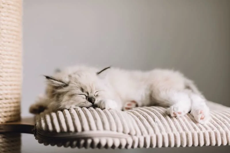 My Cat Sleeps Constantly: How Much is Too Much & When Should I Worry?