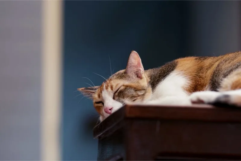 Seasonal Allergies in Cats & How to Handle Them