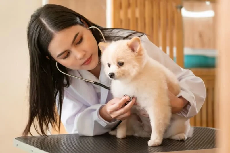 What to Expect When You Attend a Wellness Exam for Your Pet