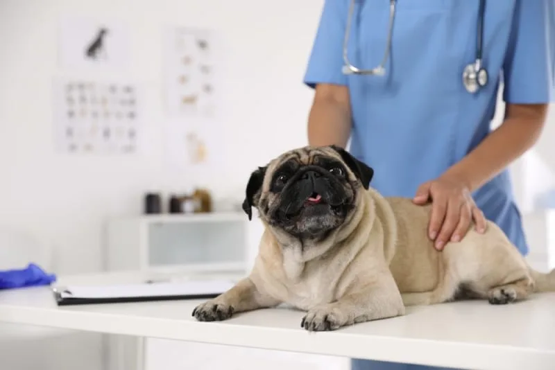 Parvovirus in Dogs: Symptoms & Prevention