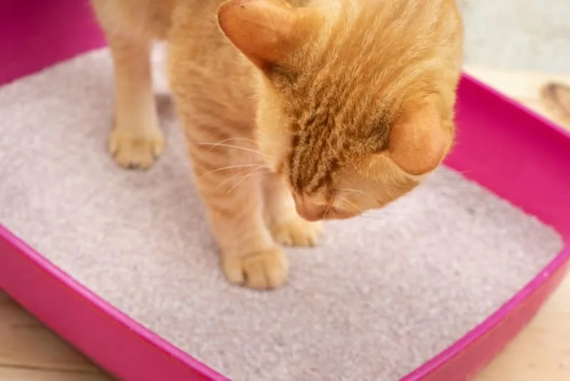 How to Care for a Cat With a Urinary Tract Infection or Disease