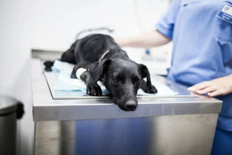 Parainfluenza in Dogs - What You Need to Know