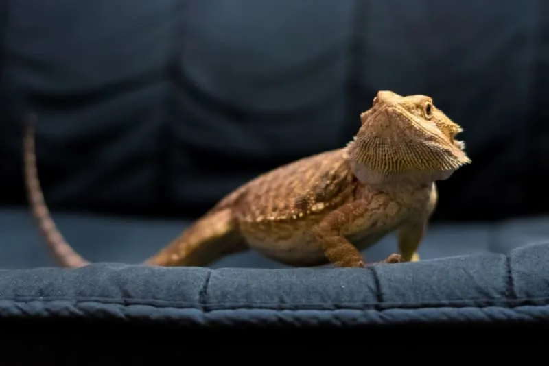 Bearded Dragon Care