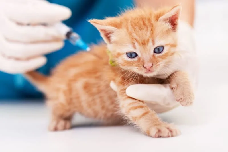 Cat Rabies Vaccine: Your Questions Answered
