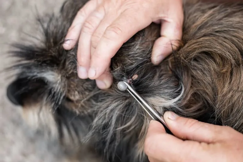 Tick-Borne Diseases in Dogs: Symptoms, Treatment & Prevention