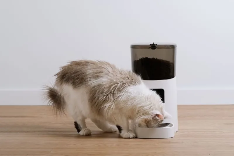 How long can you leave a cat home alone?