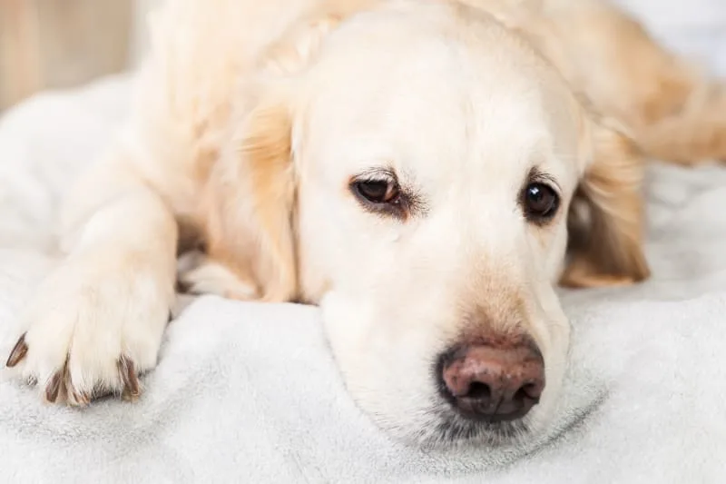 Types of Fevers in Dogs
