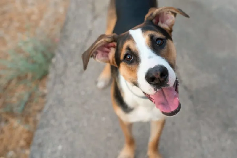 Hookworm in Dogs: Signs, Treatment & Prevention