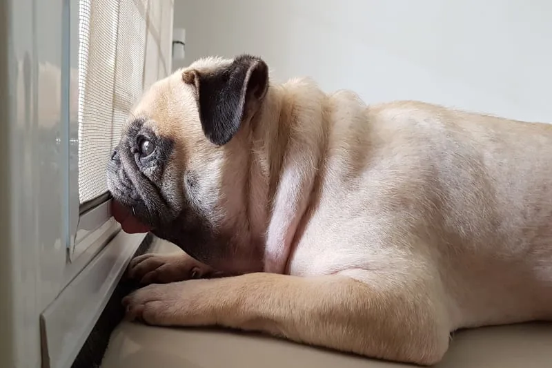 Medications for Dog Anxiety