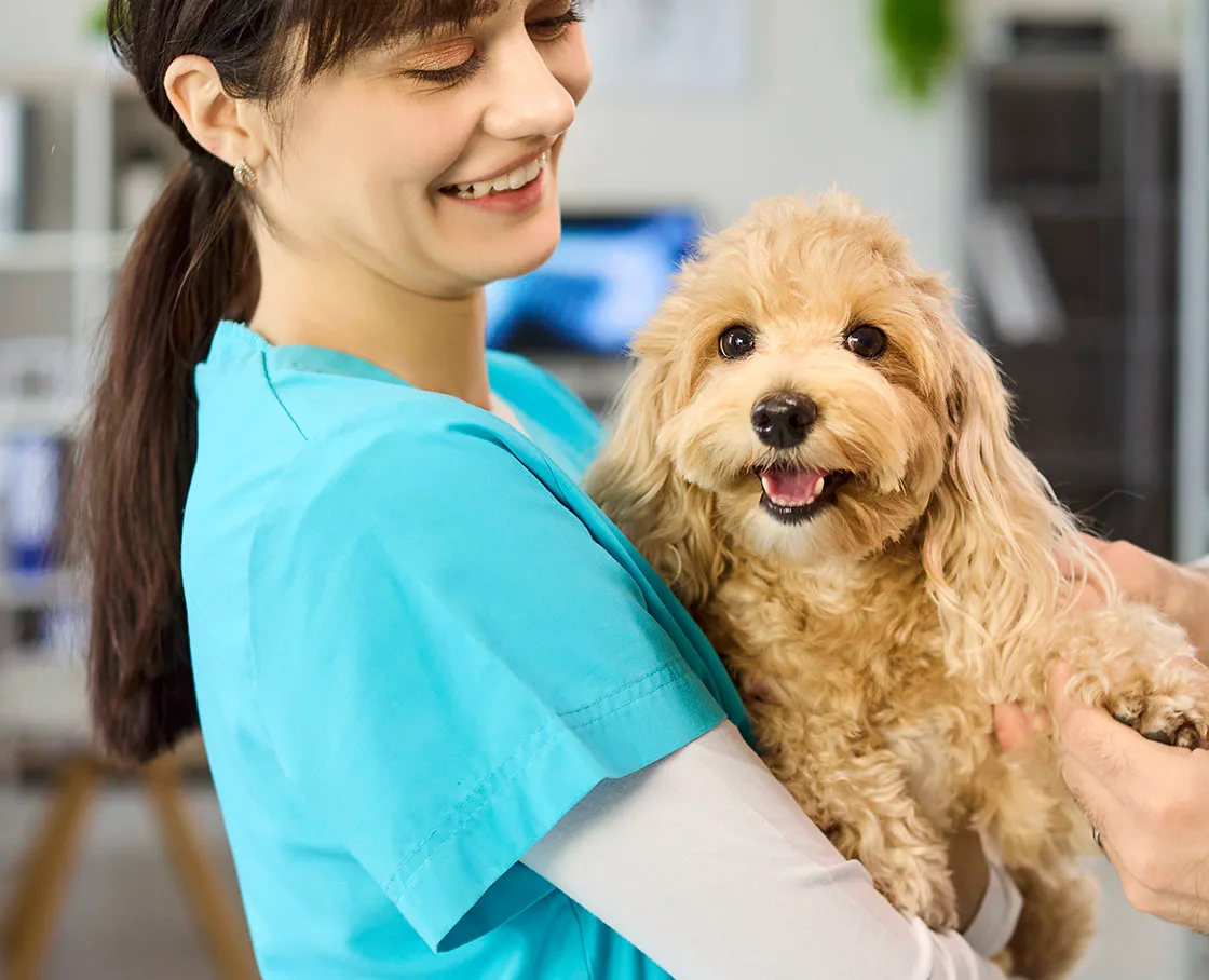 technician with cute cocker spaniel in her arms