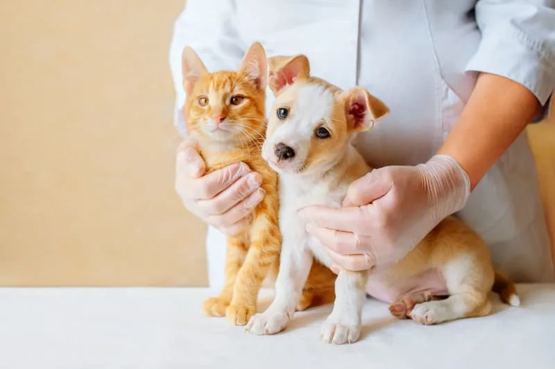 Importance Of Routine Vaccinations For Pets