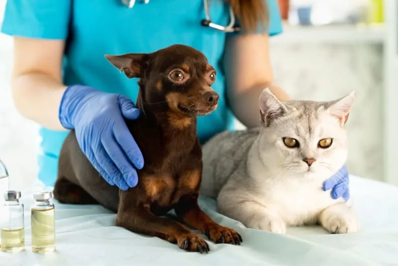 Types of Diagnostic Tests for Pets