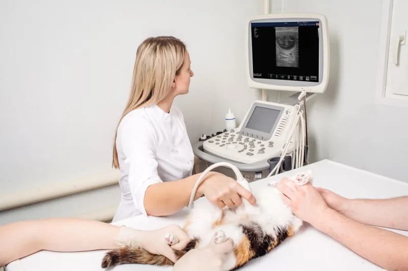 Everything You Need To Know About A Pet Ultrasound