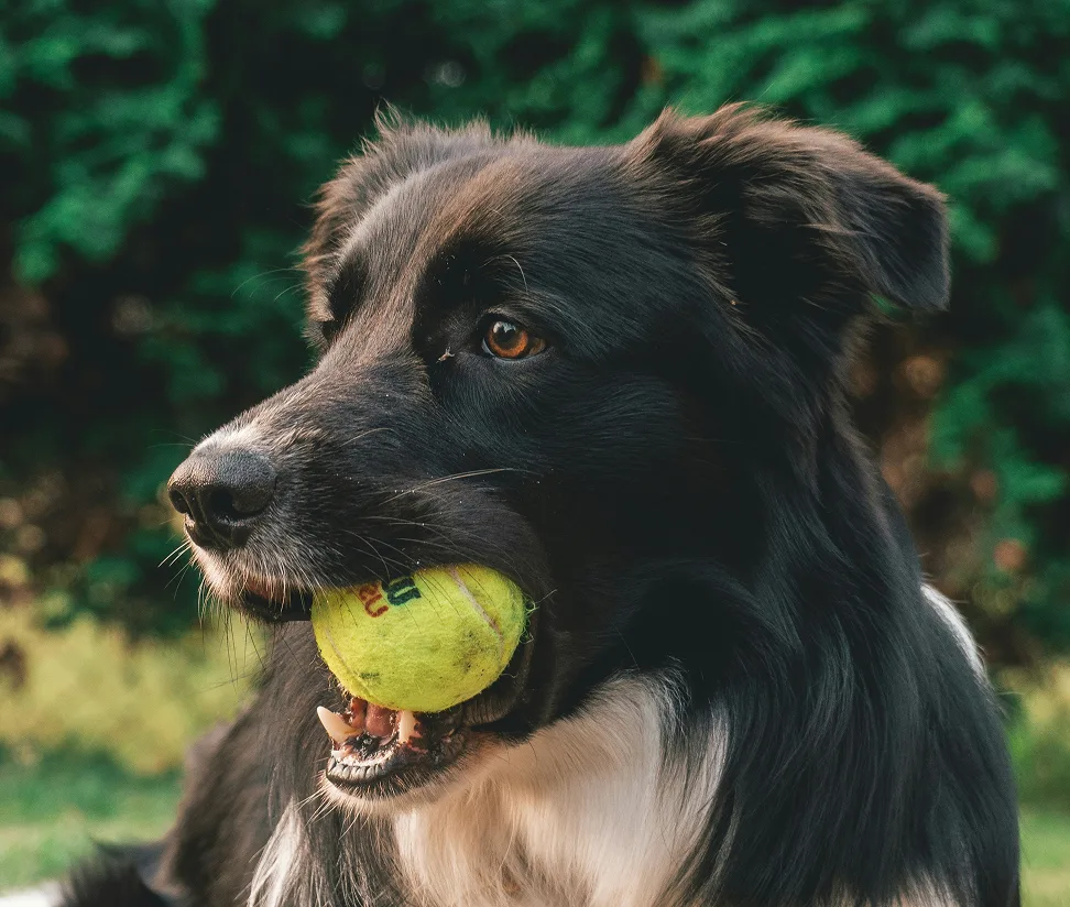 Black and white Border Collie holding a tennis ball in its mouth