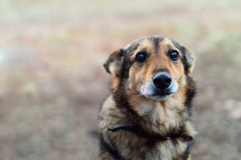 How to Care for a Senior Dog: Tips & Advice