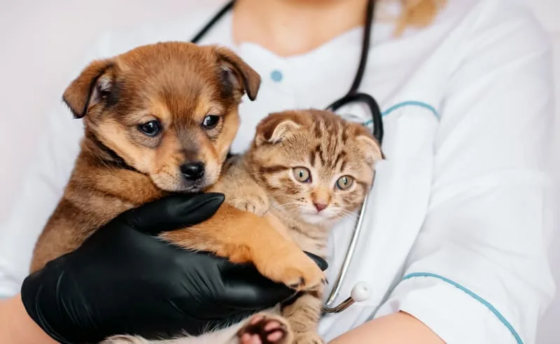 Why Regular Veterinary Checkups Are Important