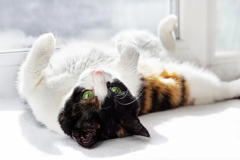 What To Know About Cat Hernia's & Surgery