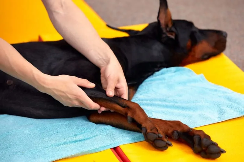 ACL in Dogs