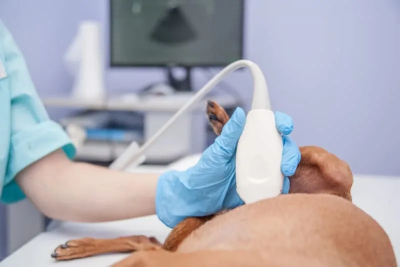 Ultrasound for Dogs & Cats: What Pet Owners Want to Know