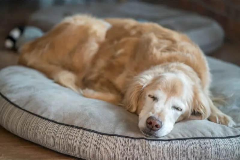 Parainfluenza in Dogs
