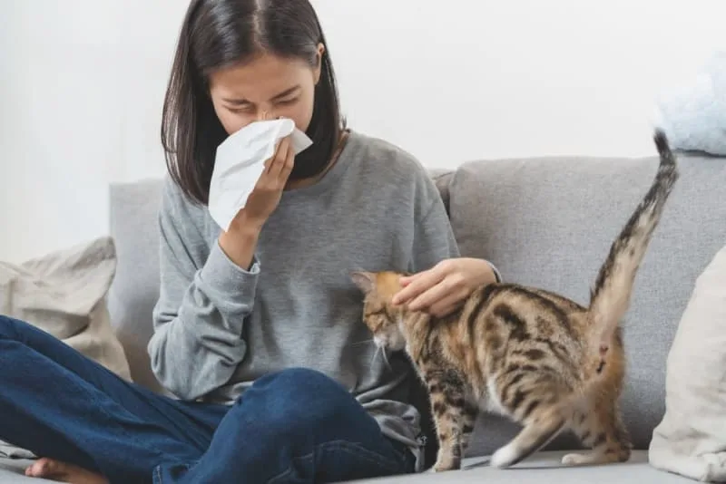 Can Cats Cause Asthma in Humans?