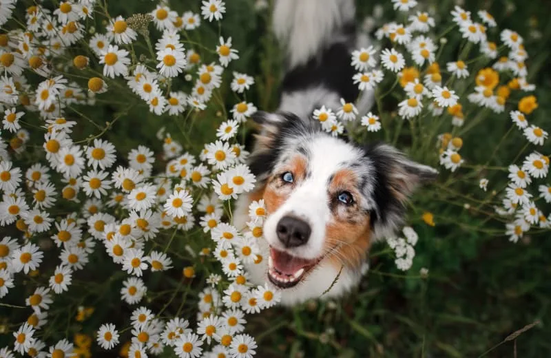 Ehrlichiosis in Dogs: Signs, Symptoms & Treatments