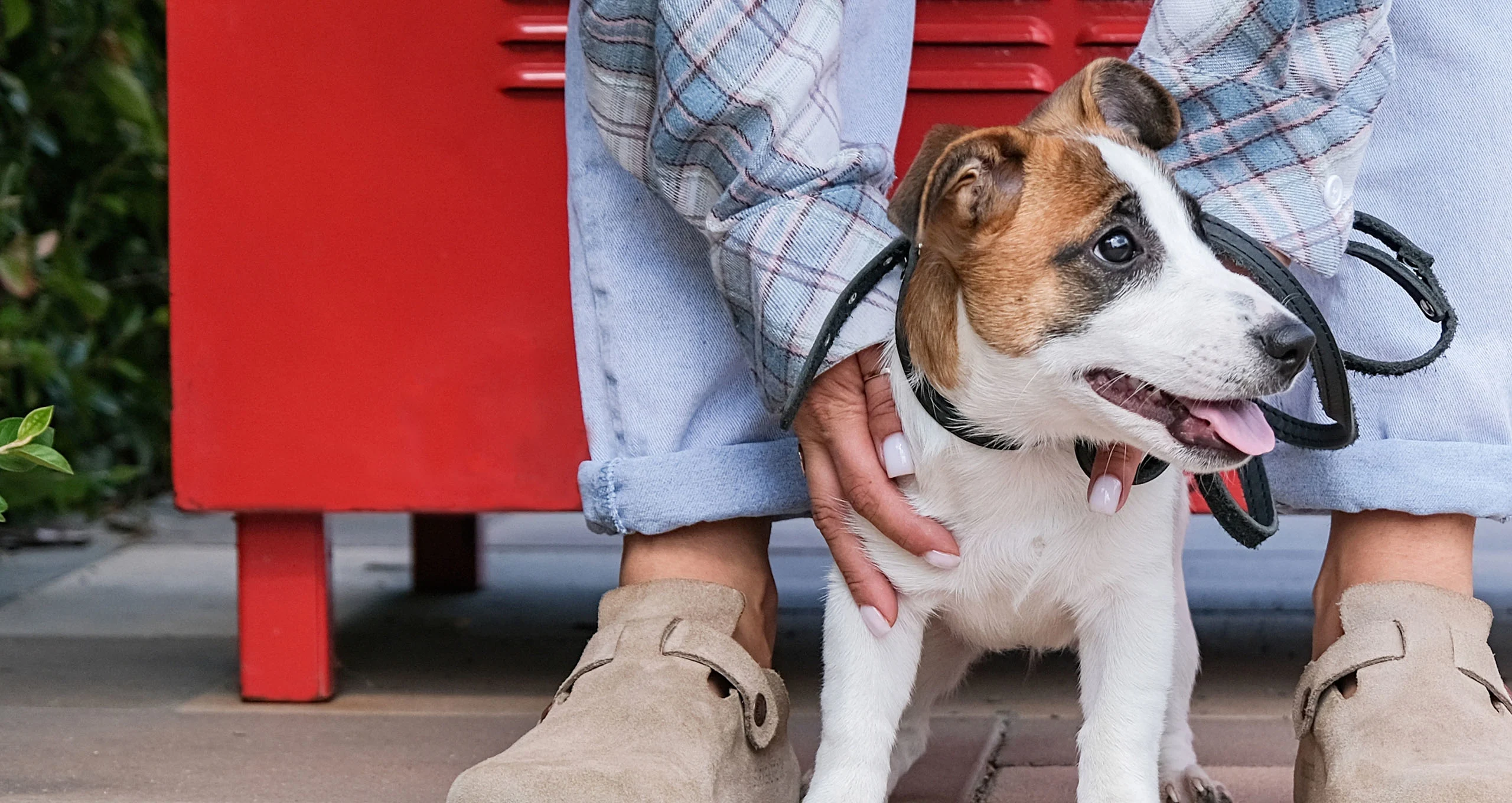 h small mixed breed puppy sitting in between owners legs while on a walk