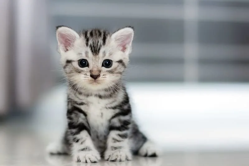 How Often Do You Take a Cat to the Vet?