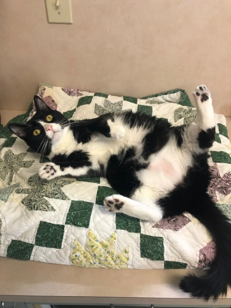 black and white cat at animal hospital